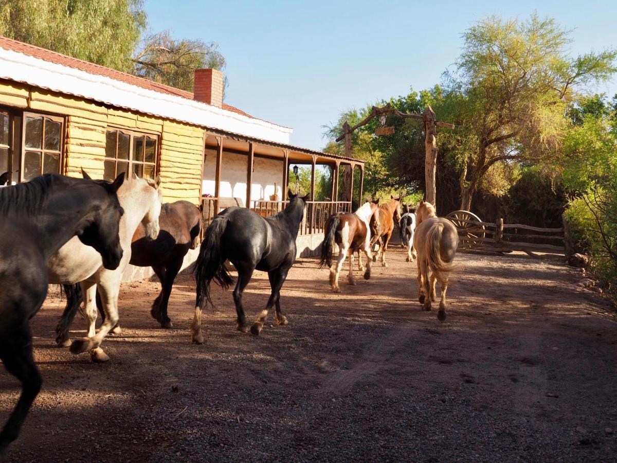 Lodge Atacama Horse San Pedro de Atacama Buitenkant foto