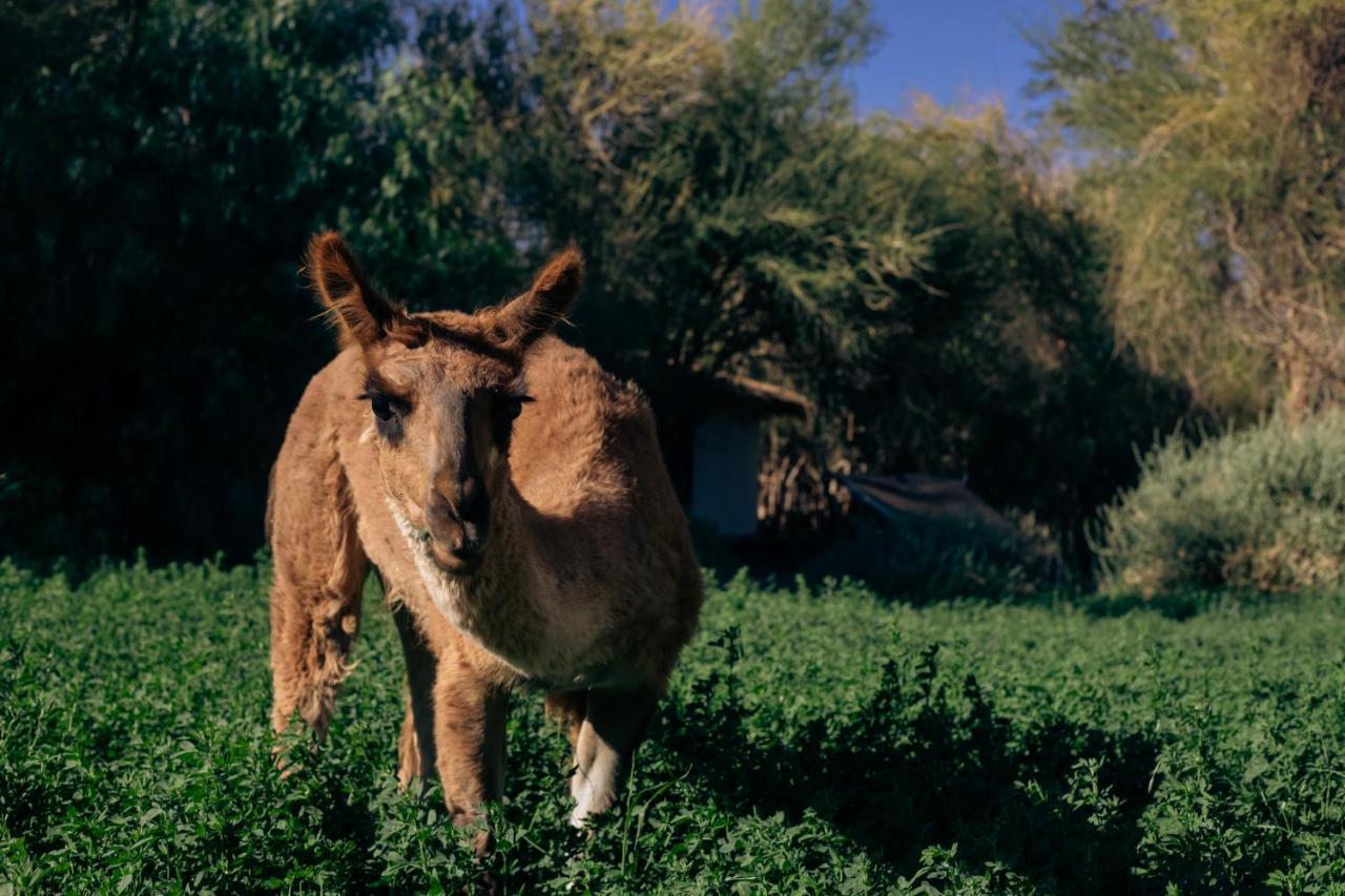 Lodge Atacama Horse San Pedro de Atacama Buitenkant foto